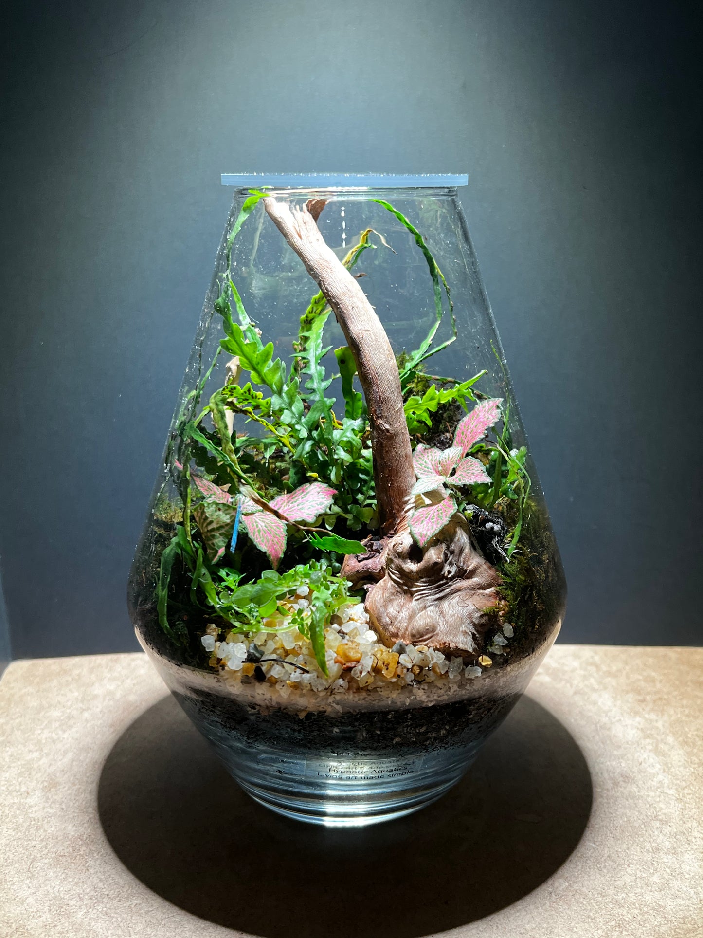 Terrarium 431