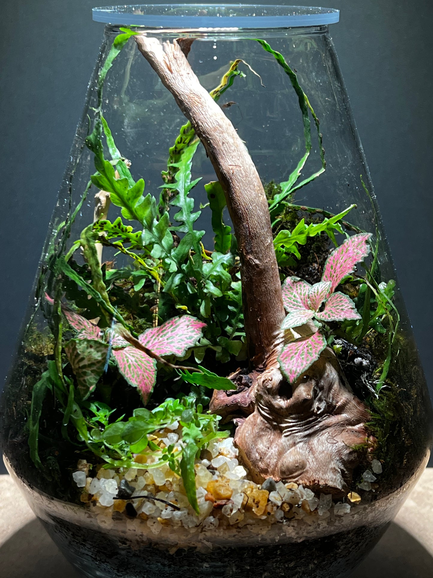 Terrarium 431