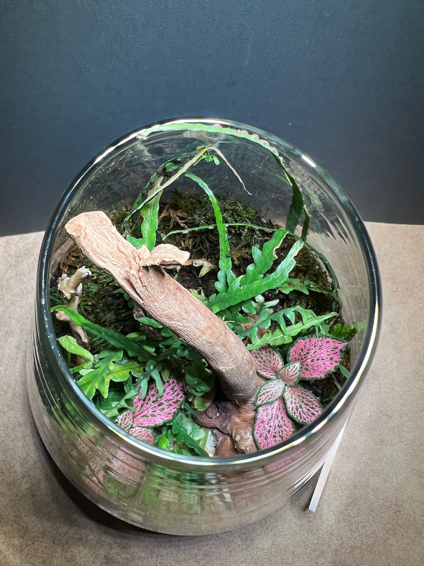Terrarium 431