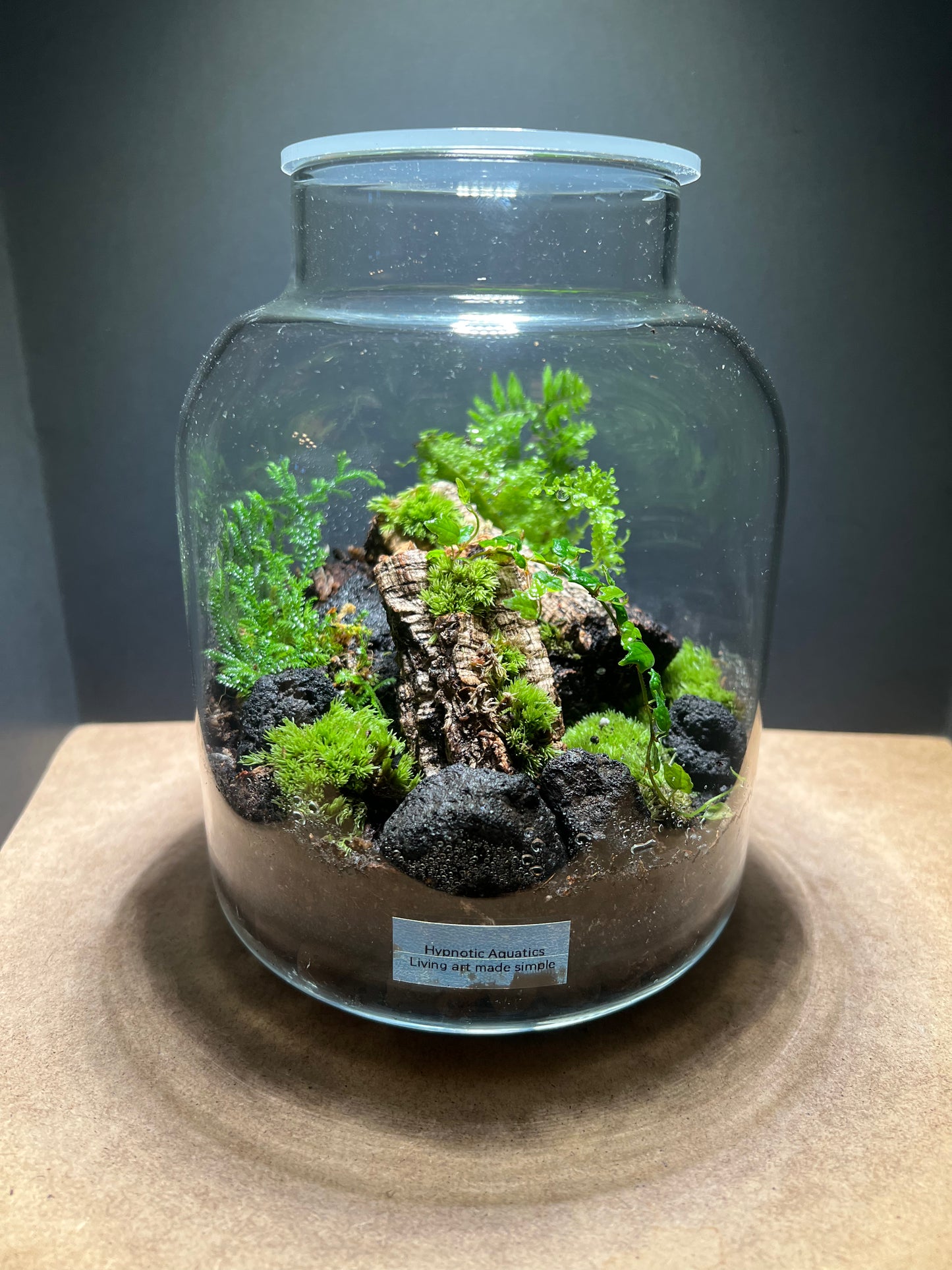 Terrarium 432