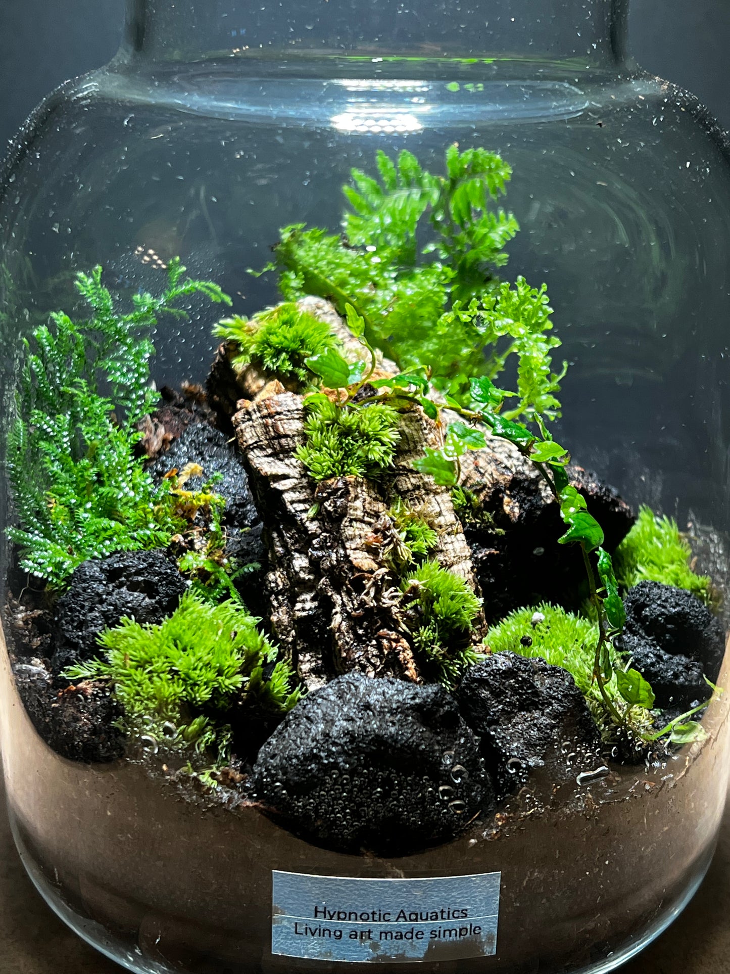 Terrarium 432