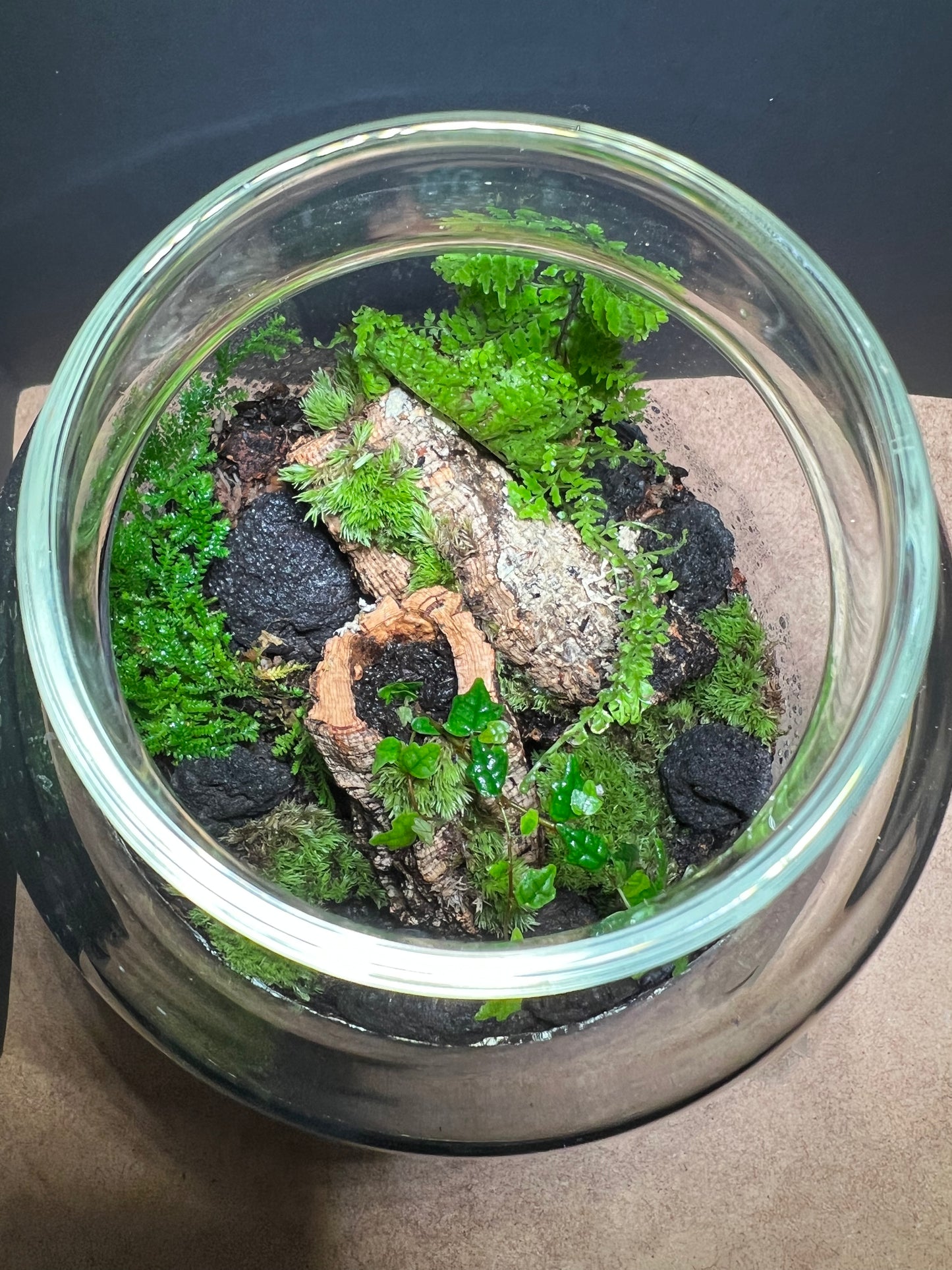 Terrarium 432