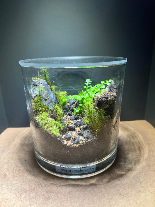 Terrarium #157