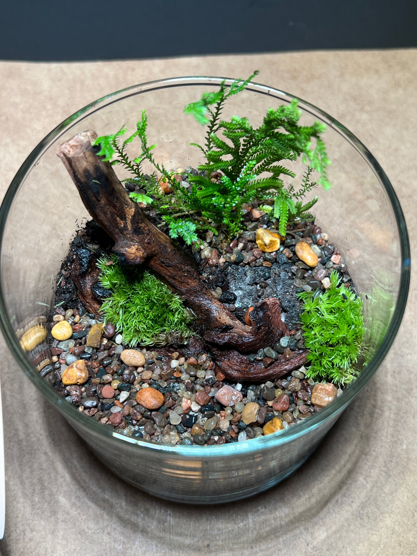 Terrarium 435