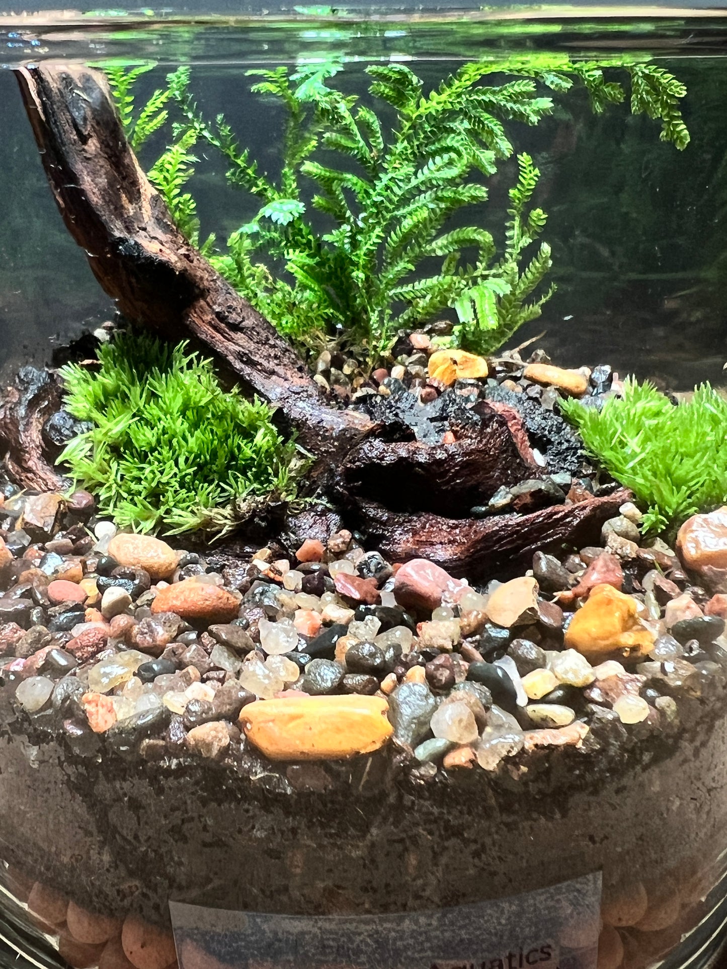 Terrarium 435