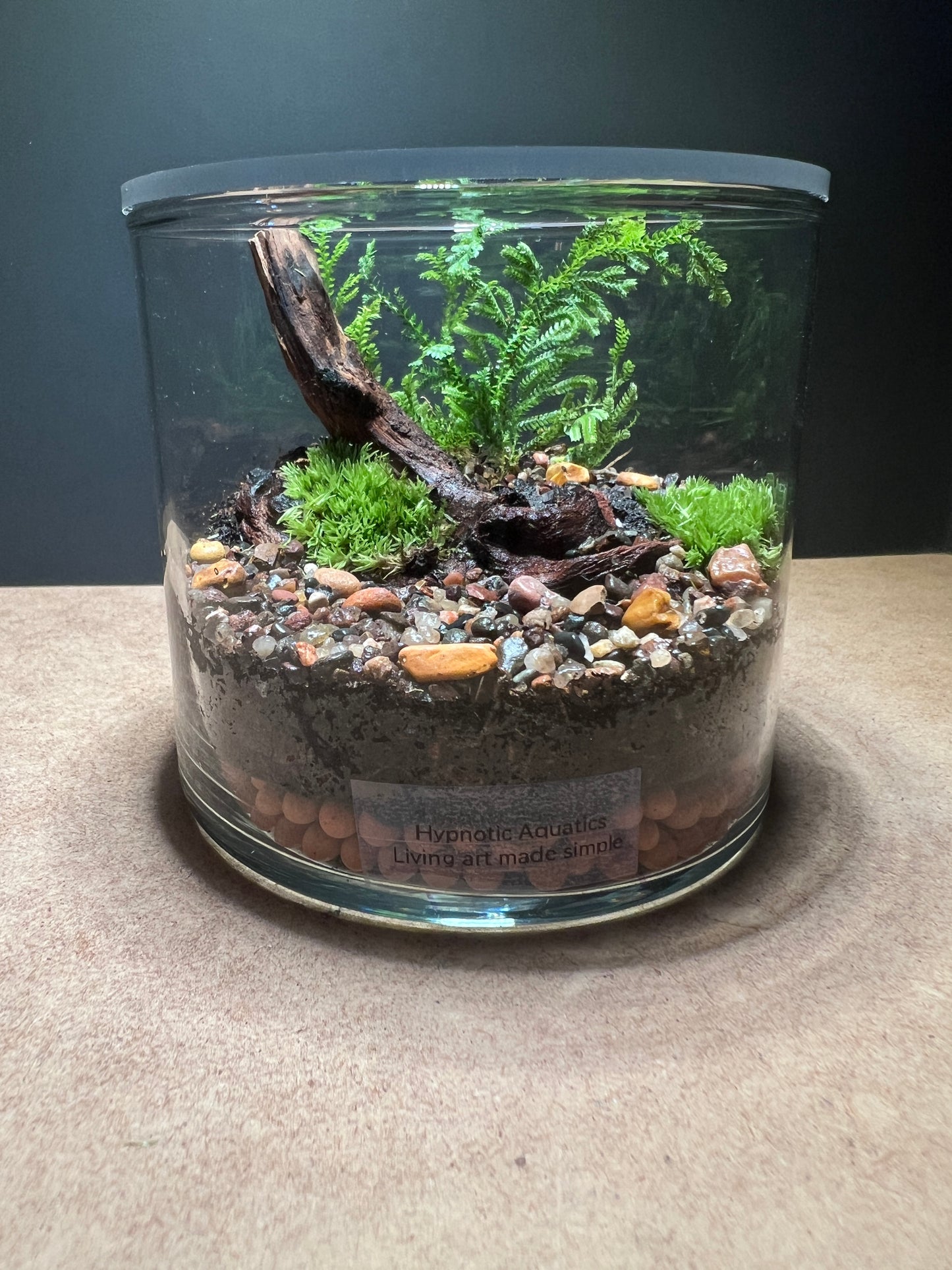 Terrarium 435