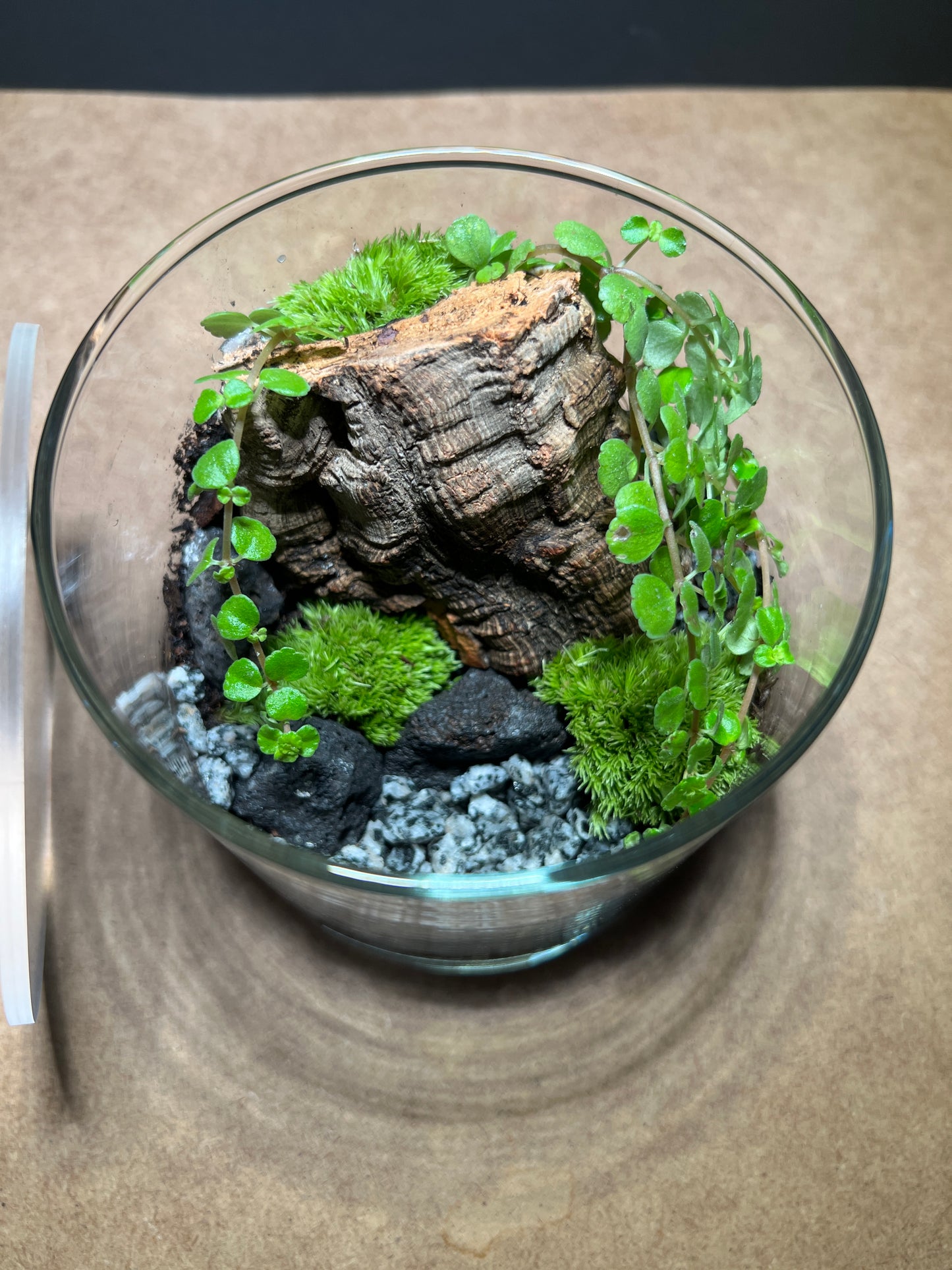 Terrarium 436