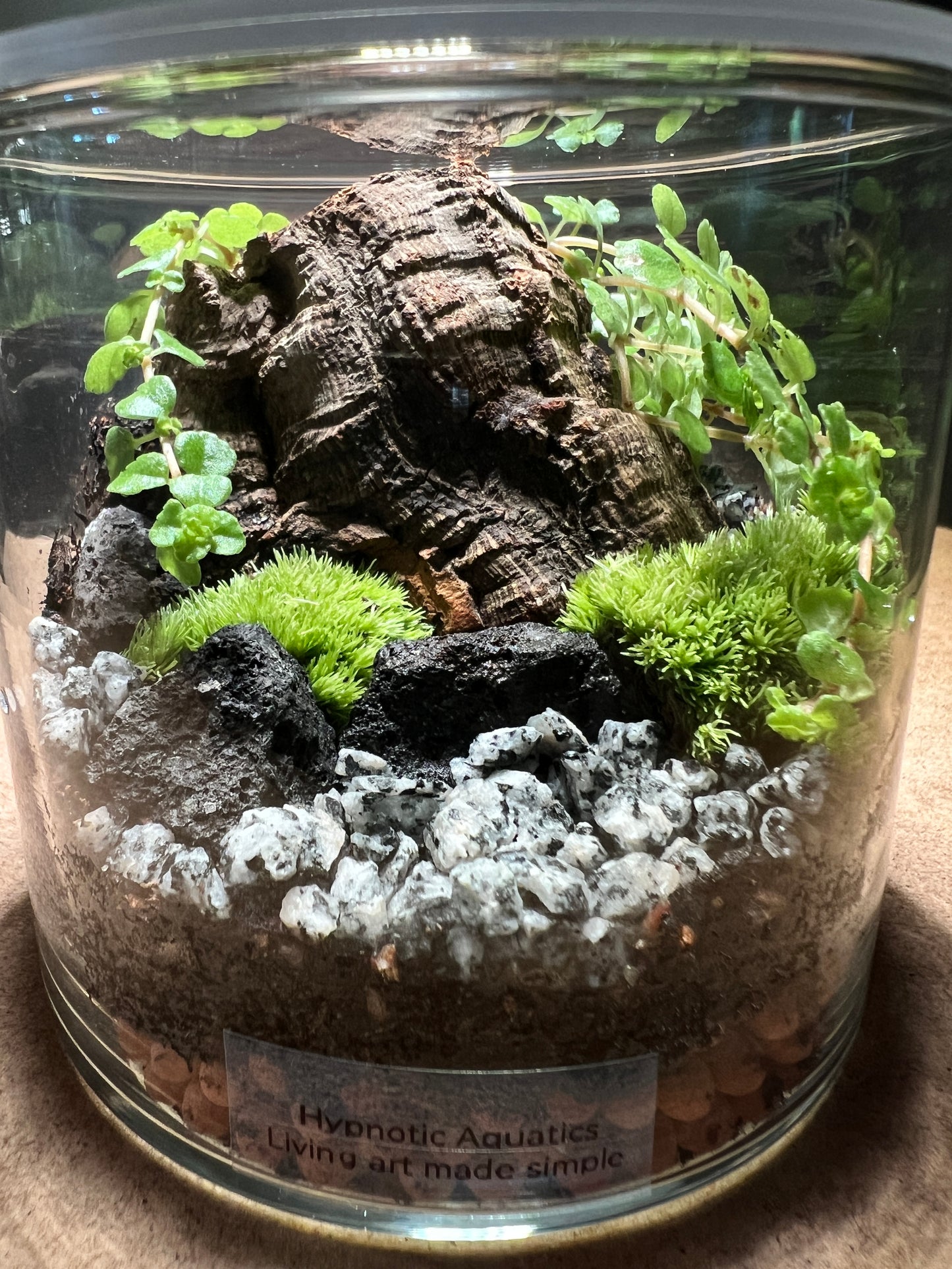 Terrarium 436