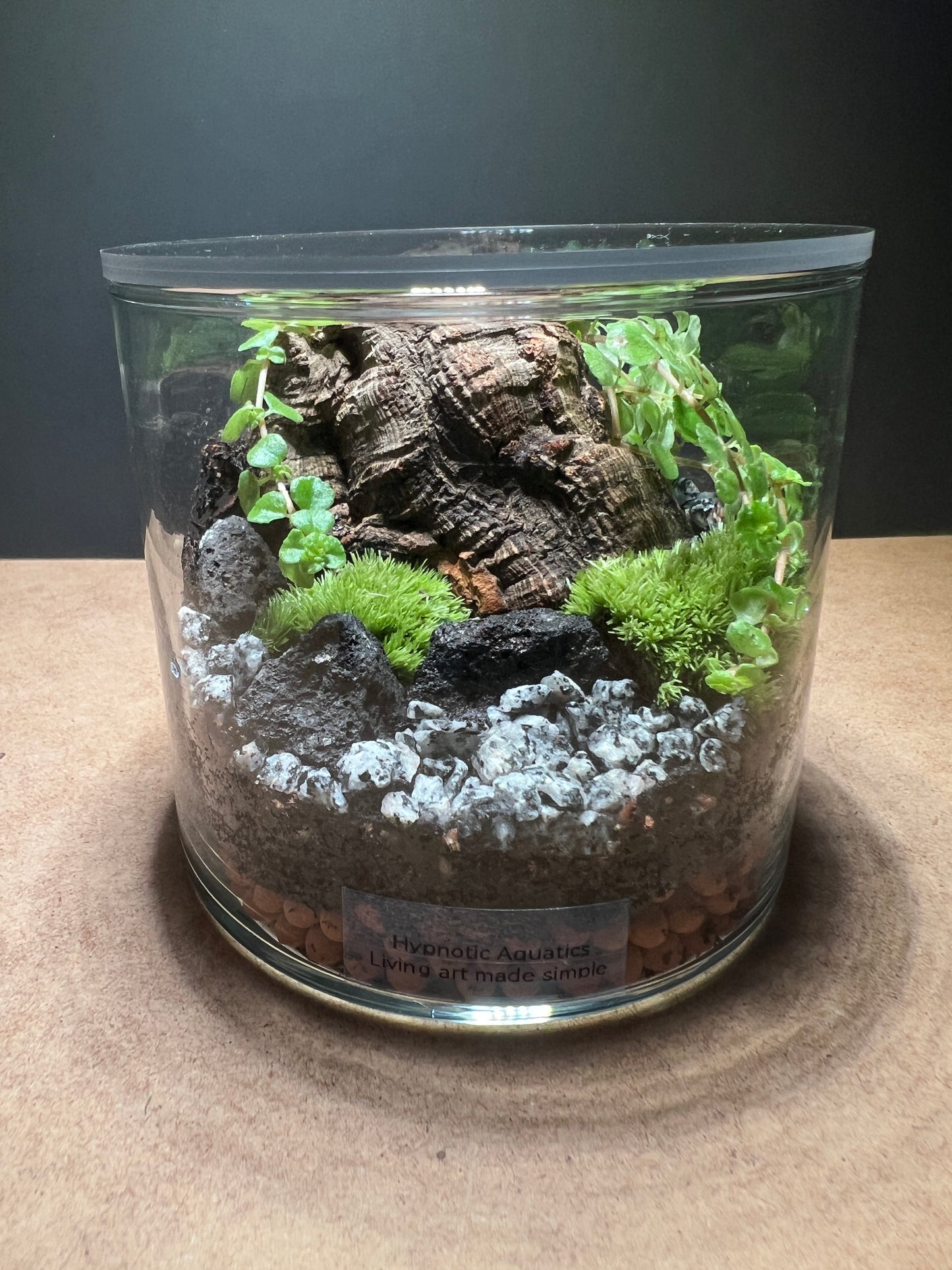 Terrarium 436