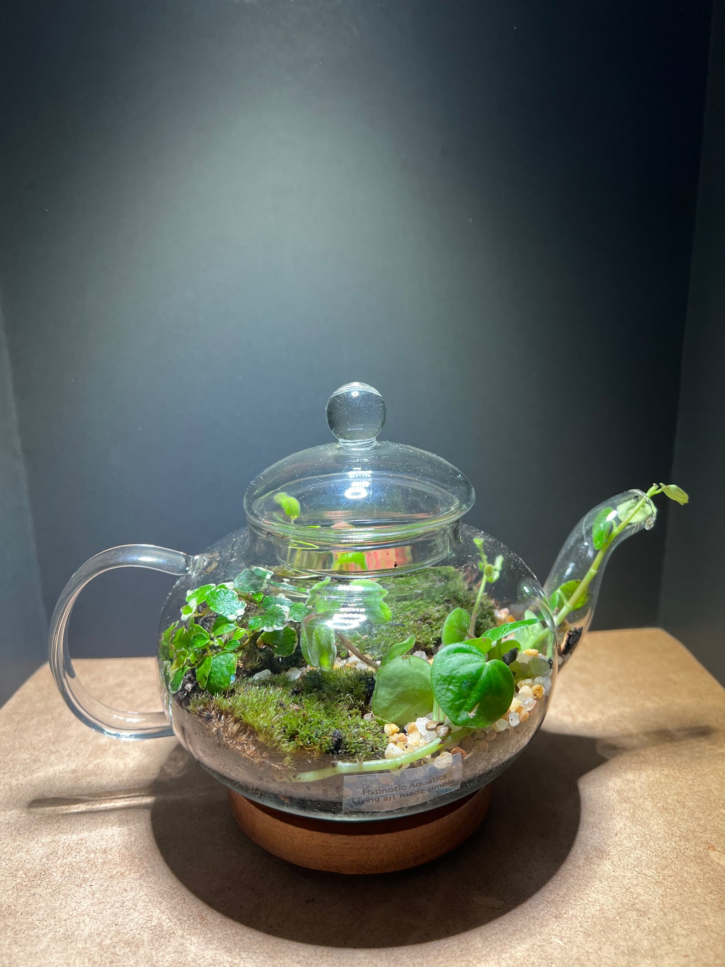 Terrarium 434