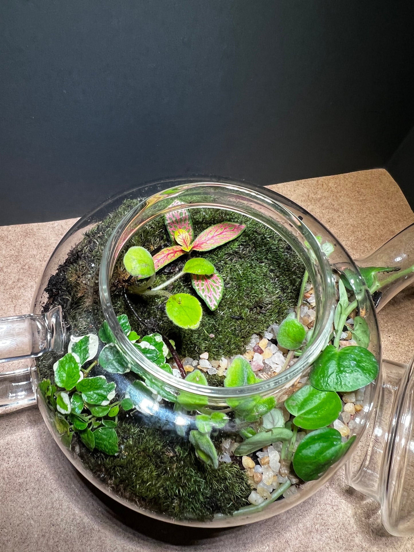 Terrarium 434