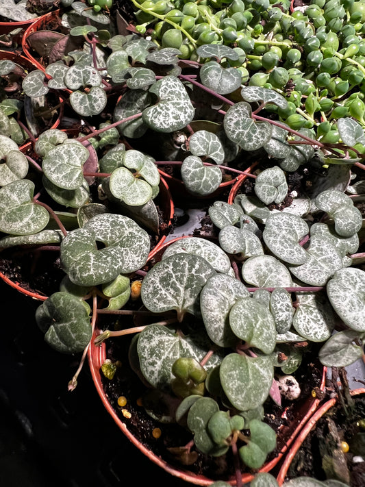 Terrarium Plants: Strings