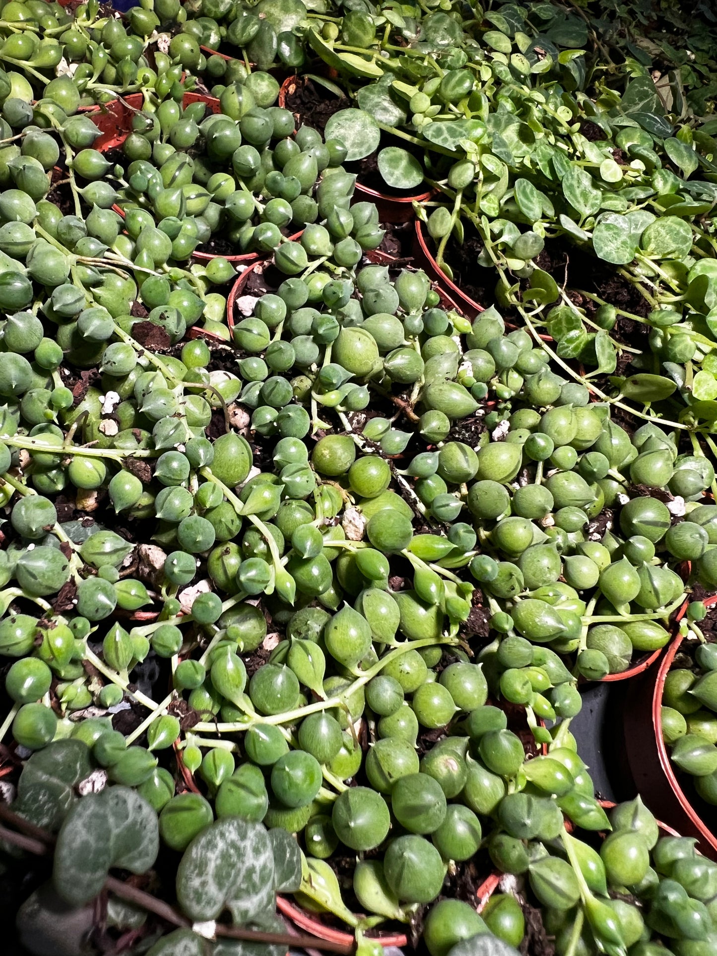 Terrarium Plants: Strings