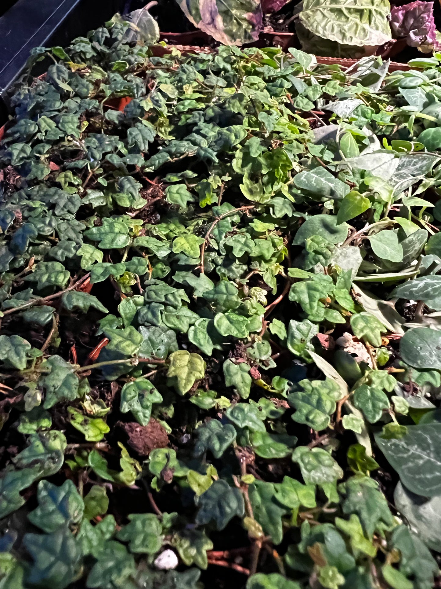 Terrarium Plants: Strings