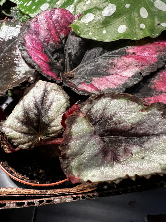 Terrarium Plants: Begonia
