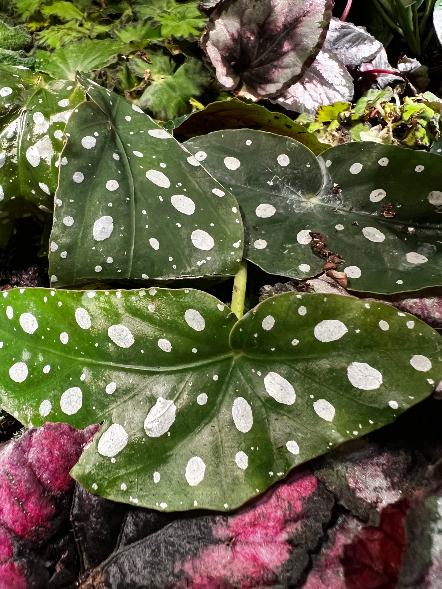 Terrarium Plants: Begonia