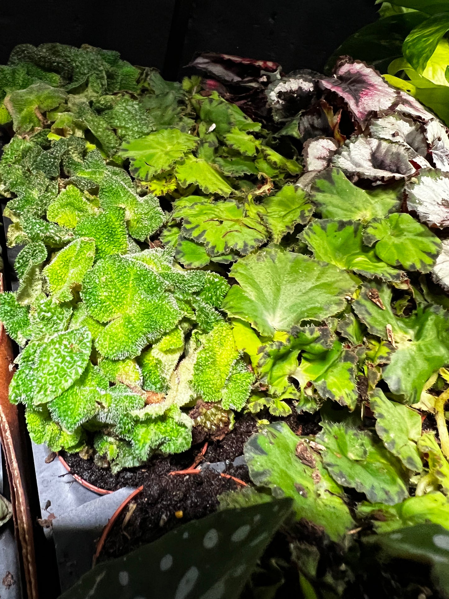 Terrarium Plants: Begonia