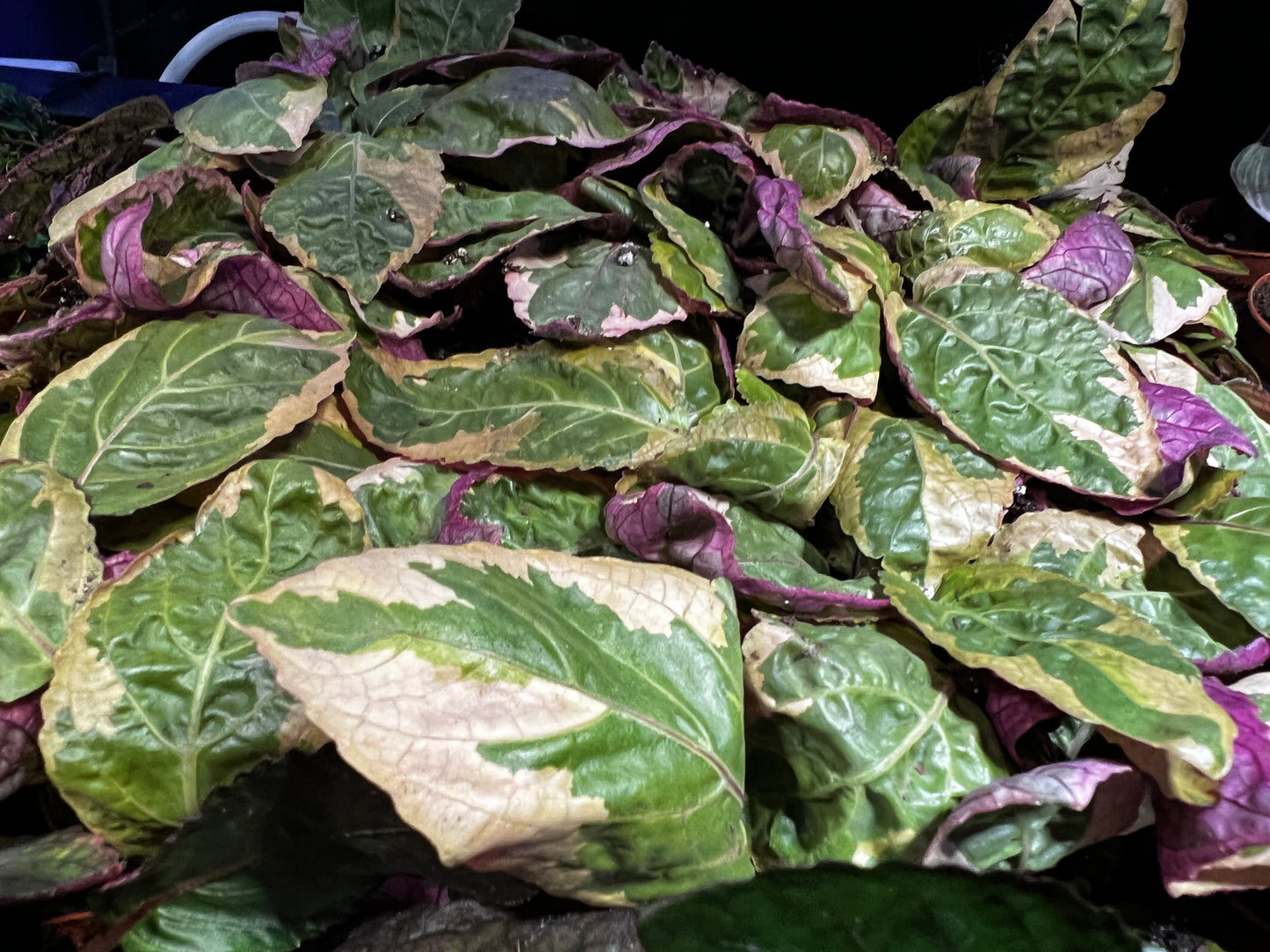 Terrarium Plants: Waffle Plant