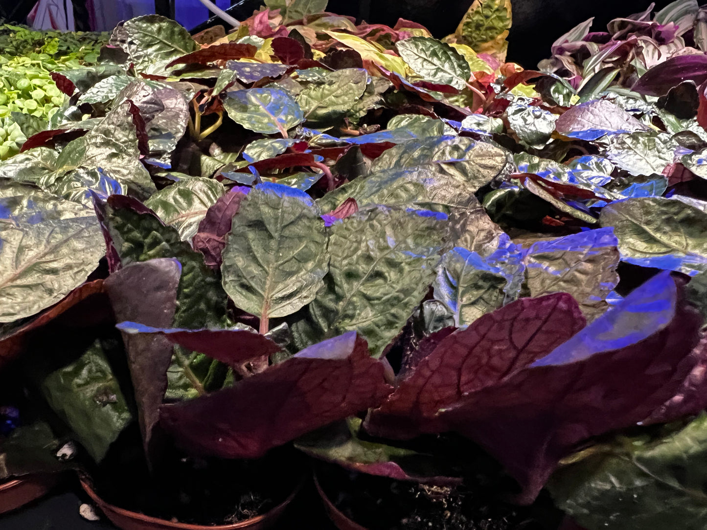 Terrarium Plants: Waffle Plant