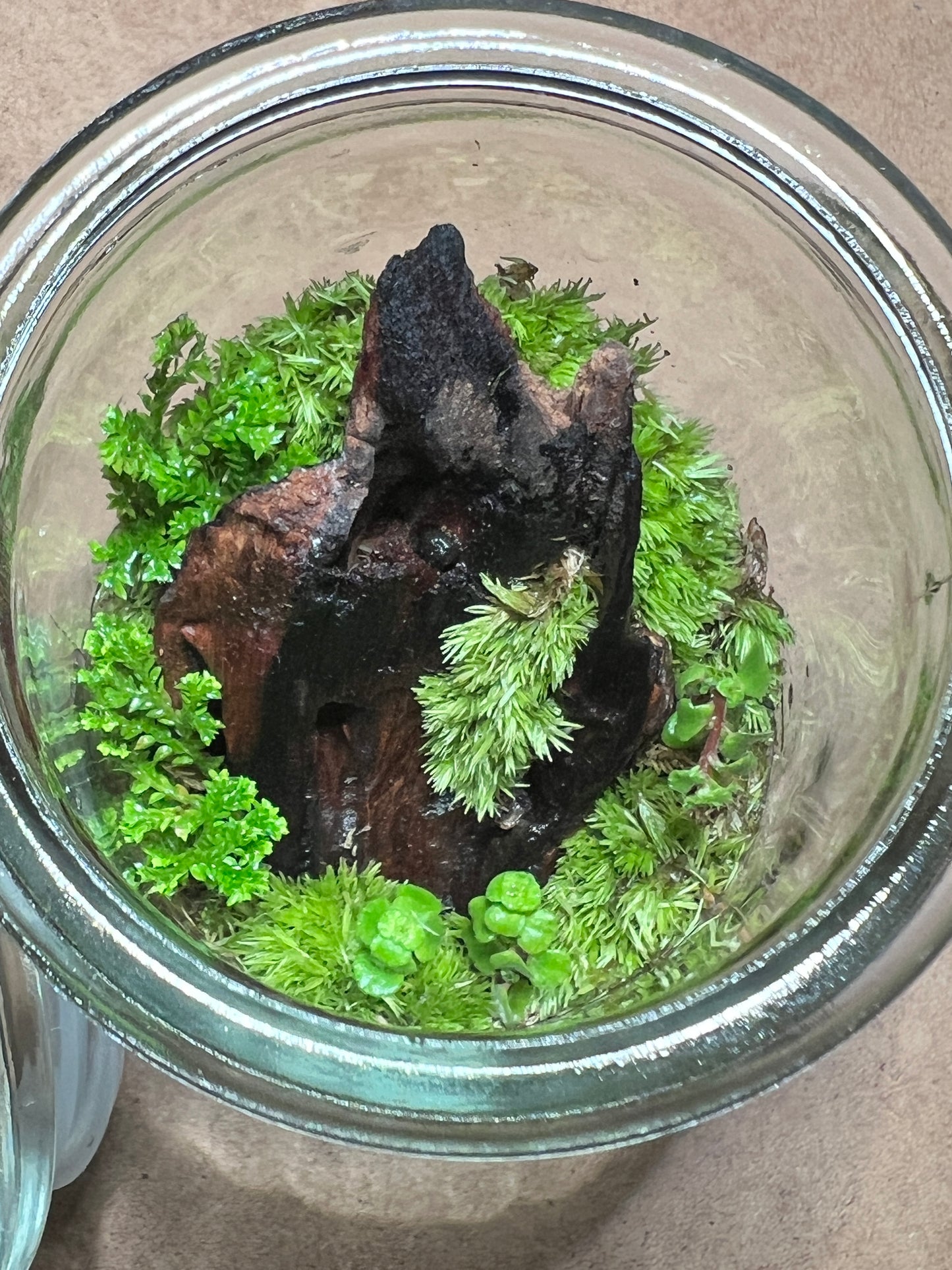 Terrarium 437