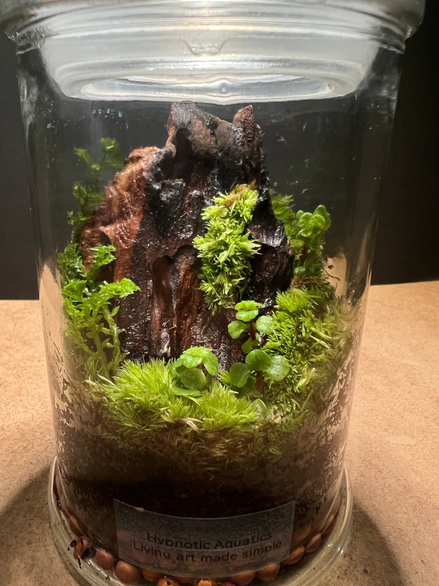 Terrarium 437