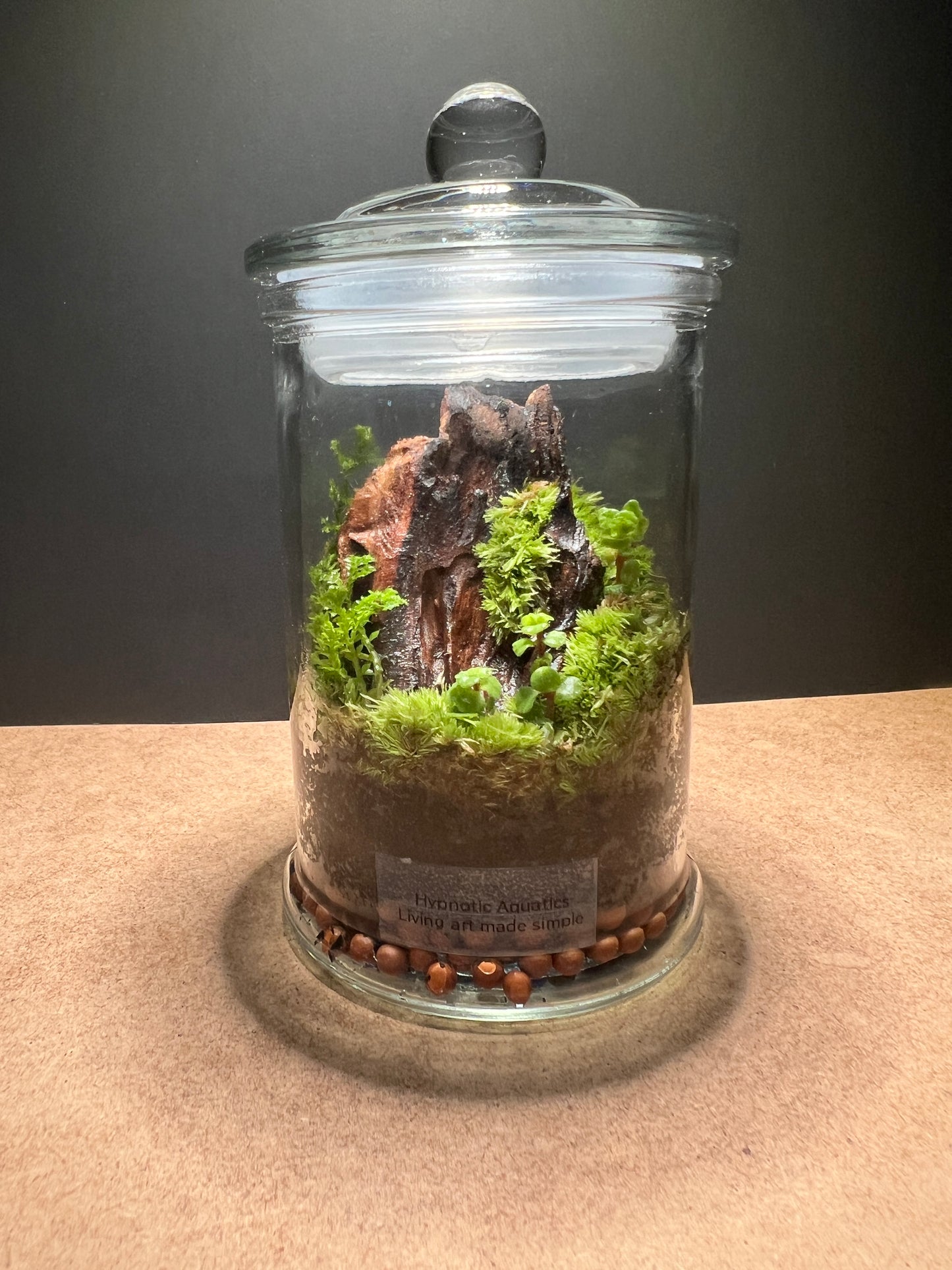 Terrarium 437