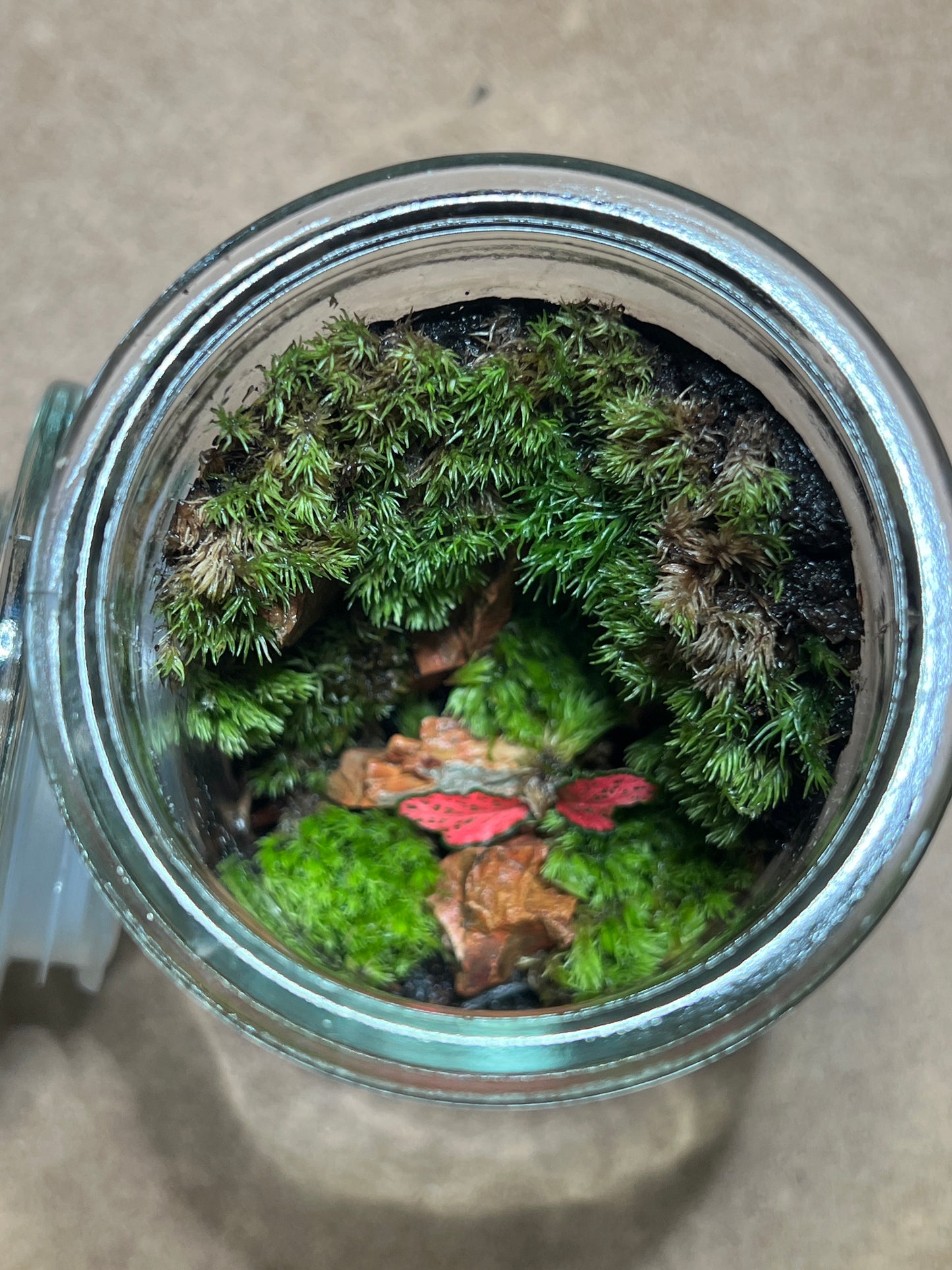 Terrarium 438