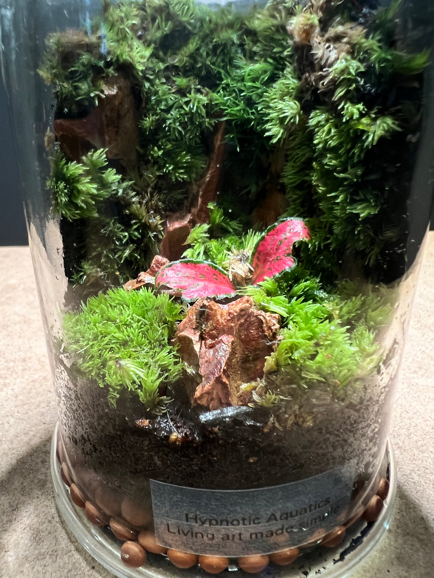 Terrarium 438
