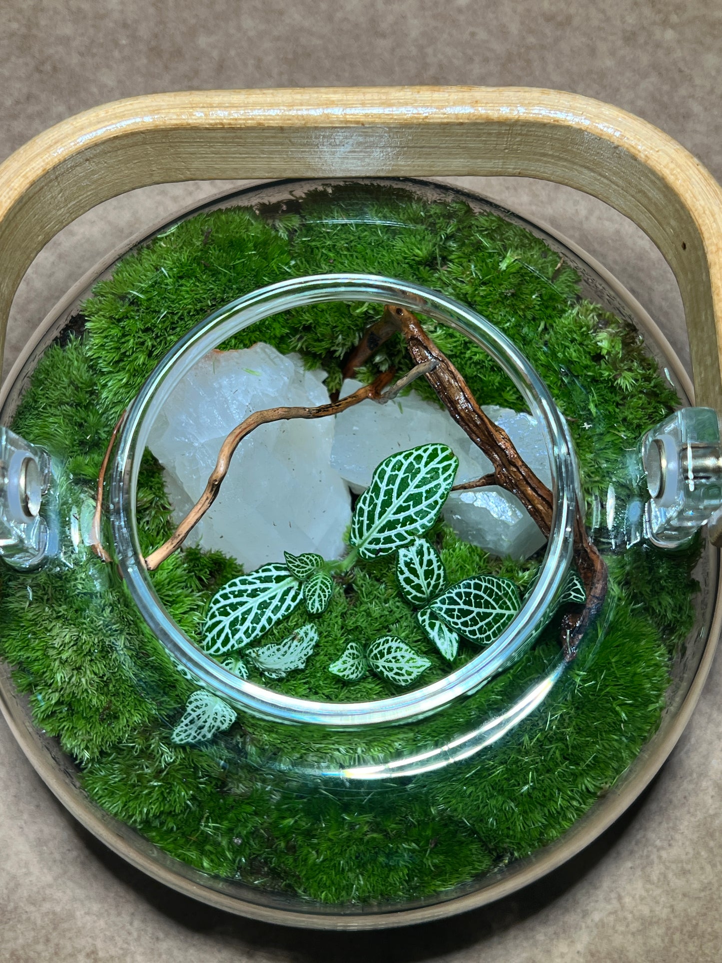 Terrarium 439
