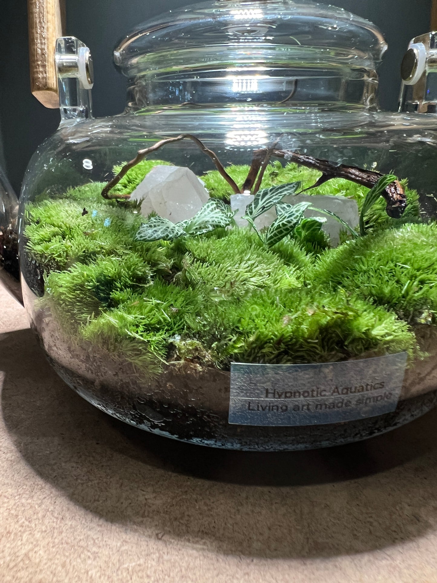 Terrarium 439