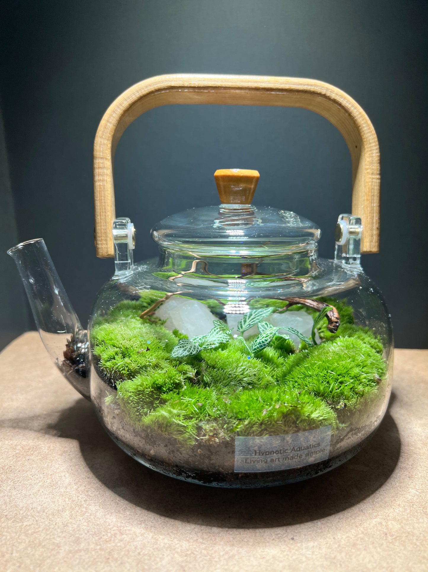 Terrarium 439