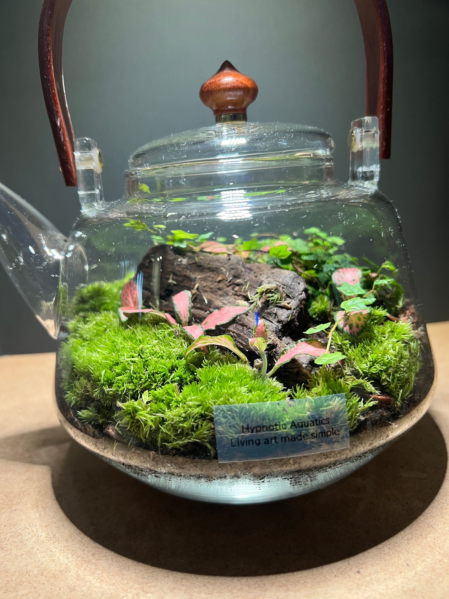 Terrarium 440
