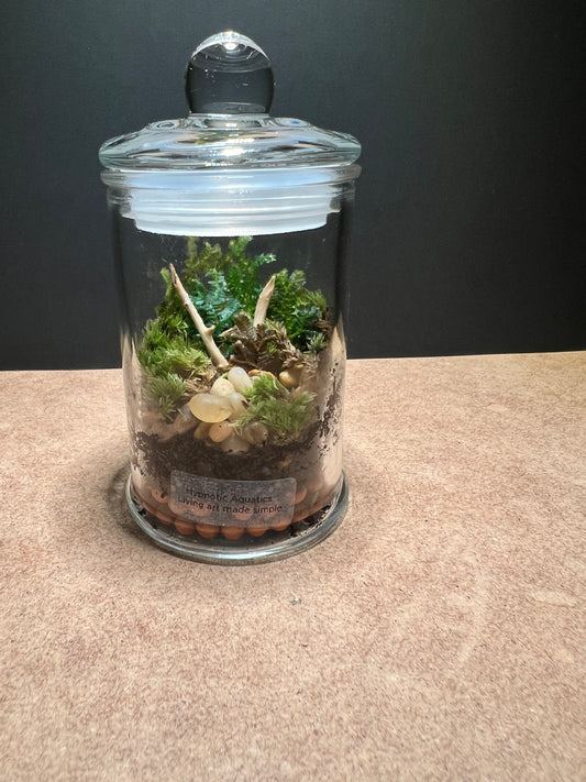 Terrarium 441