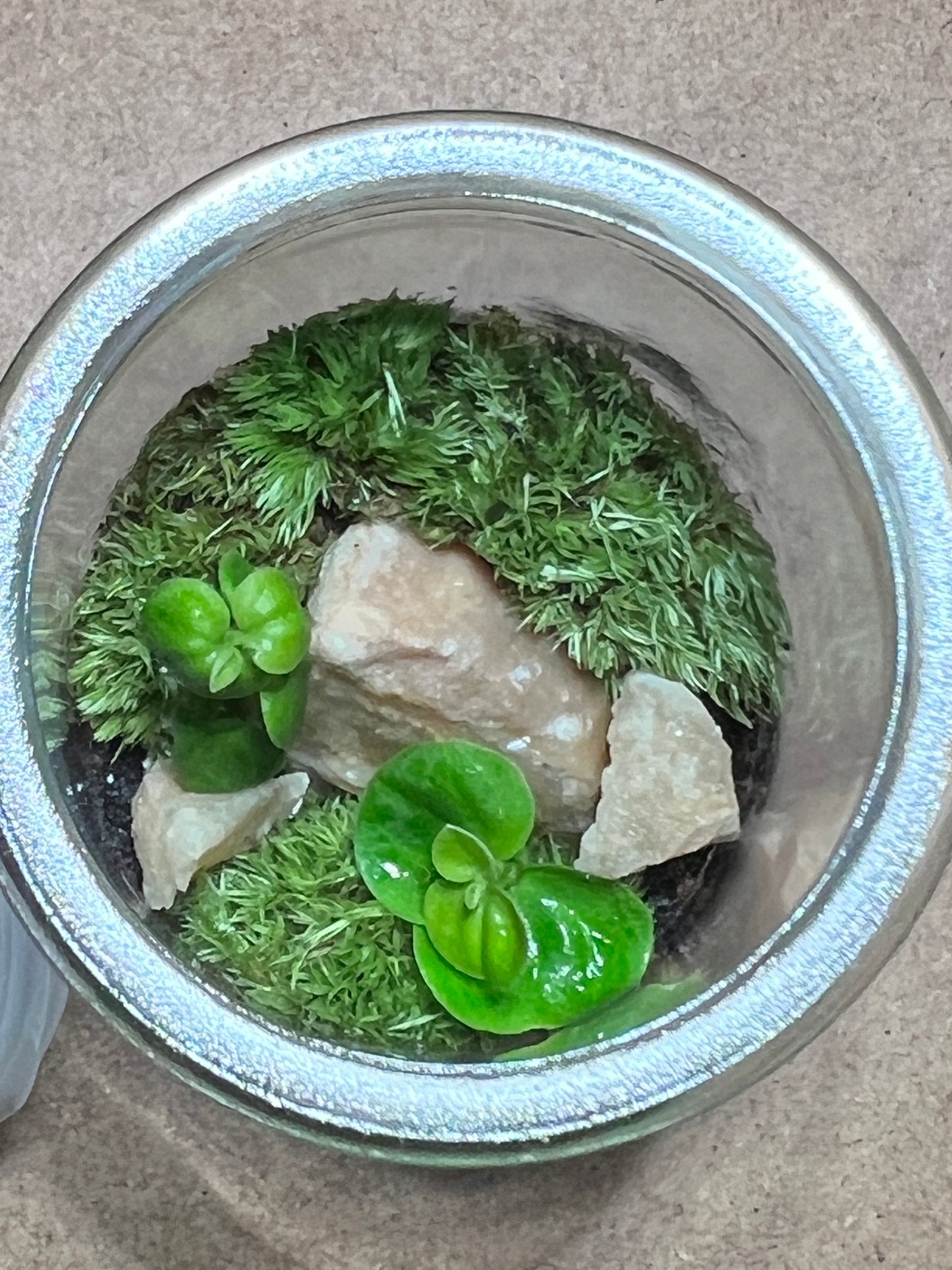 Terrarium 442