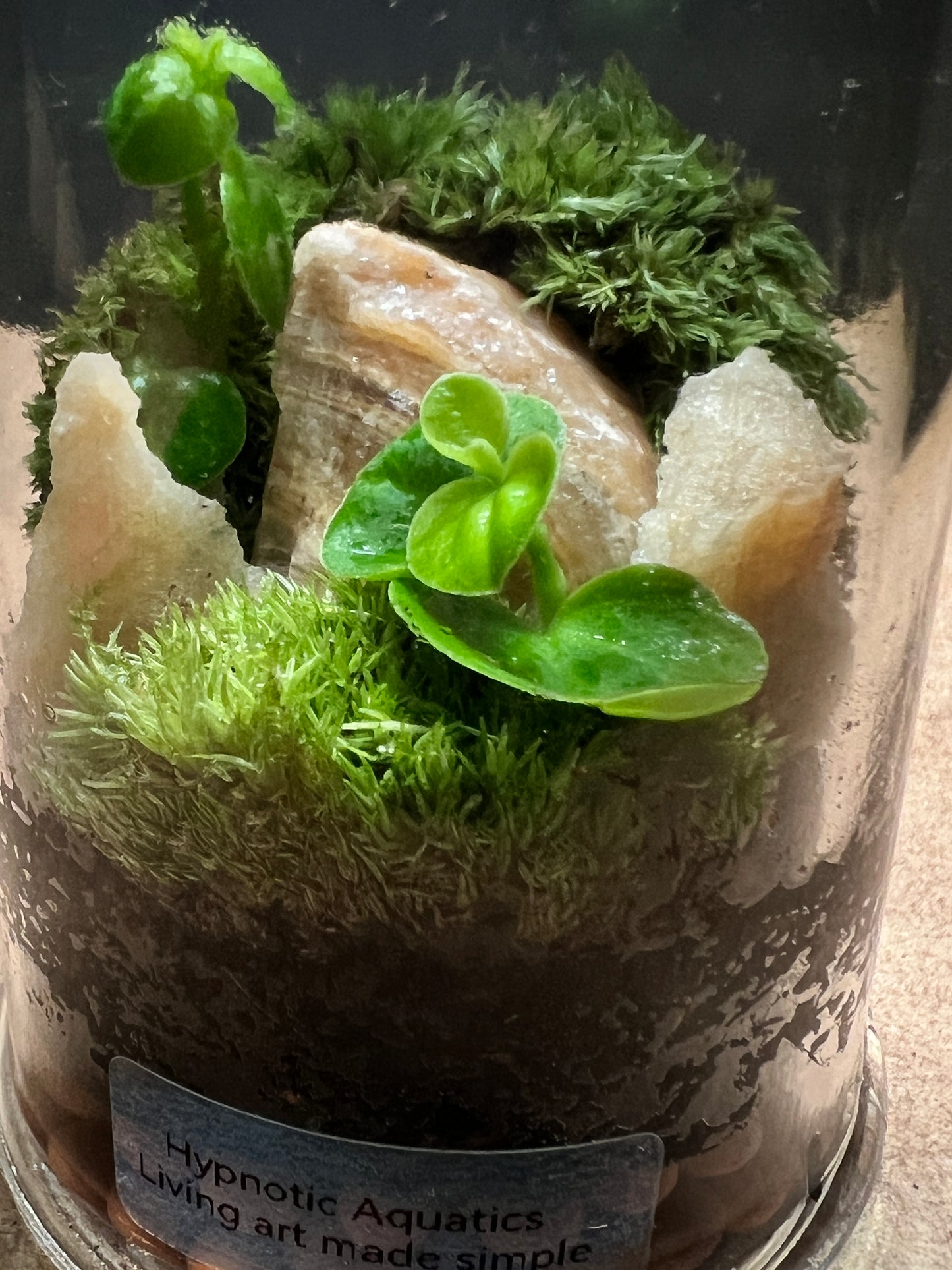 Terrarium 442