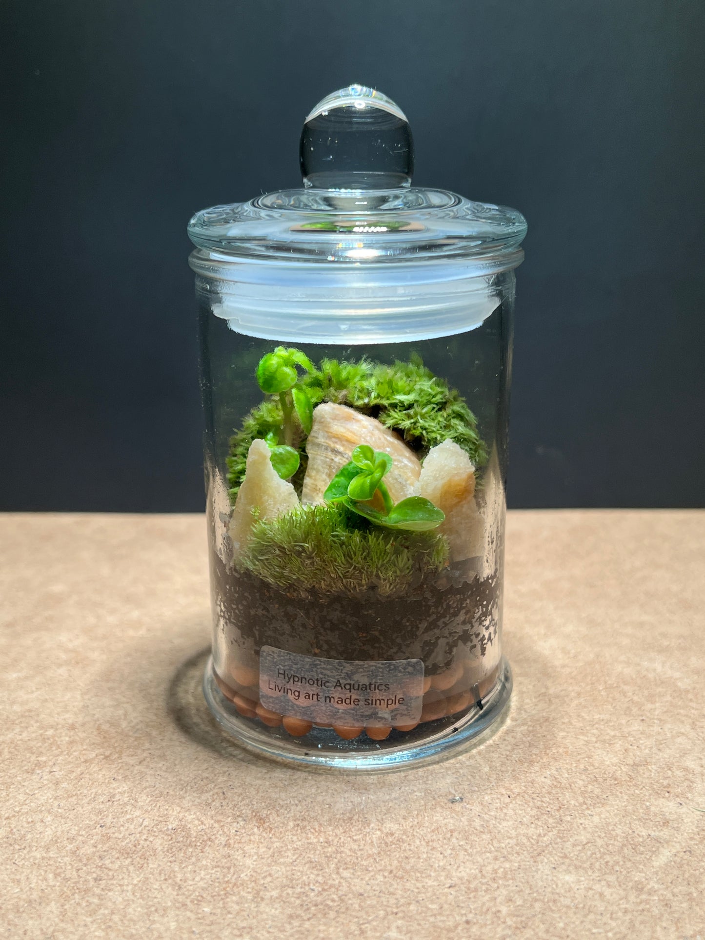 Terrarium 442
