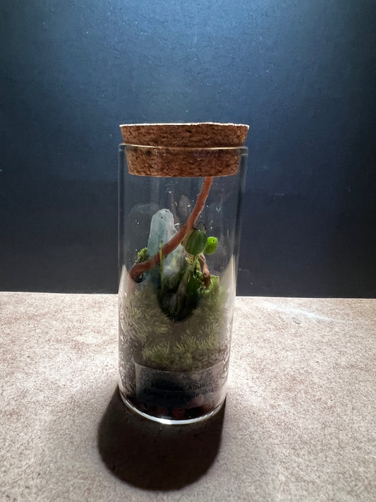 Terrarium 447