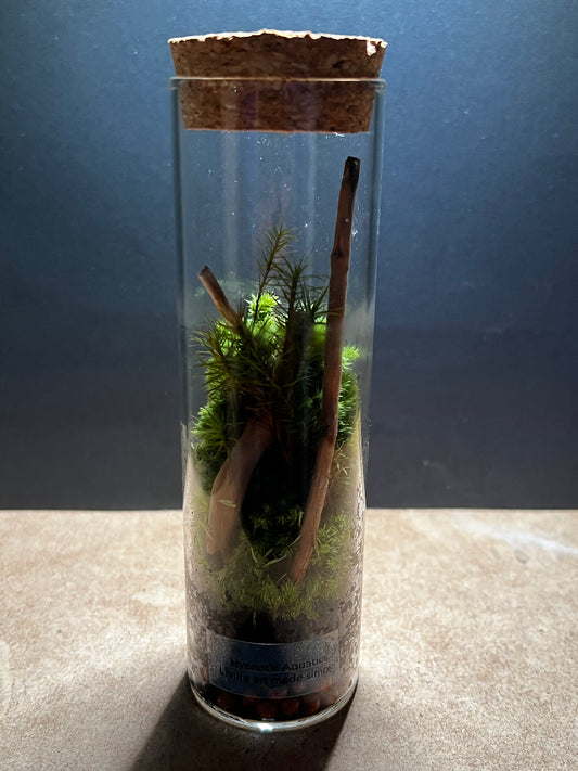 Terrarium 448