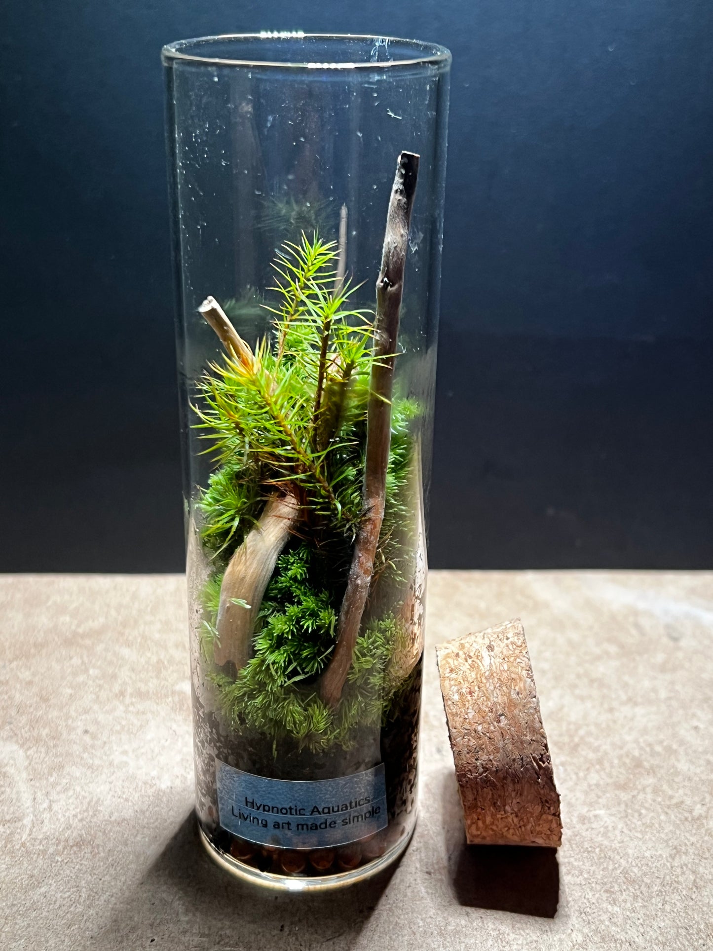 Terrarium 448