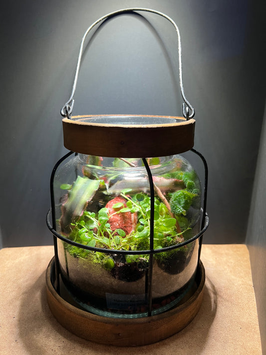 Terrarium 451