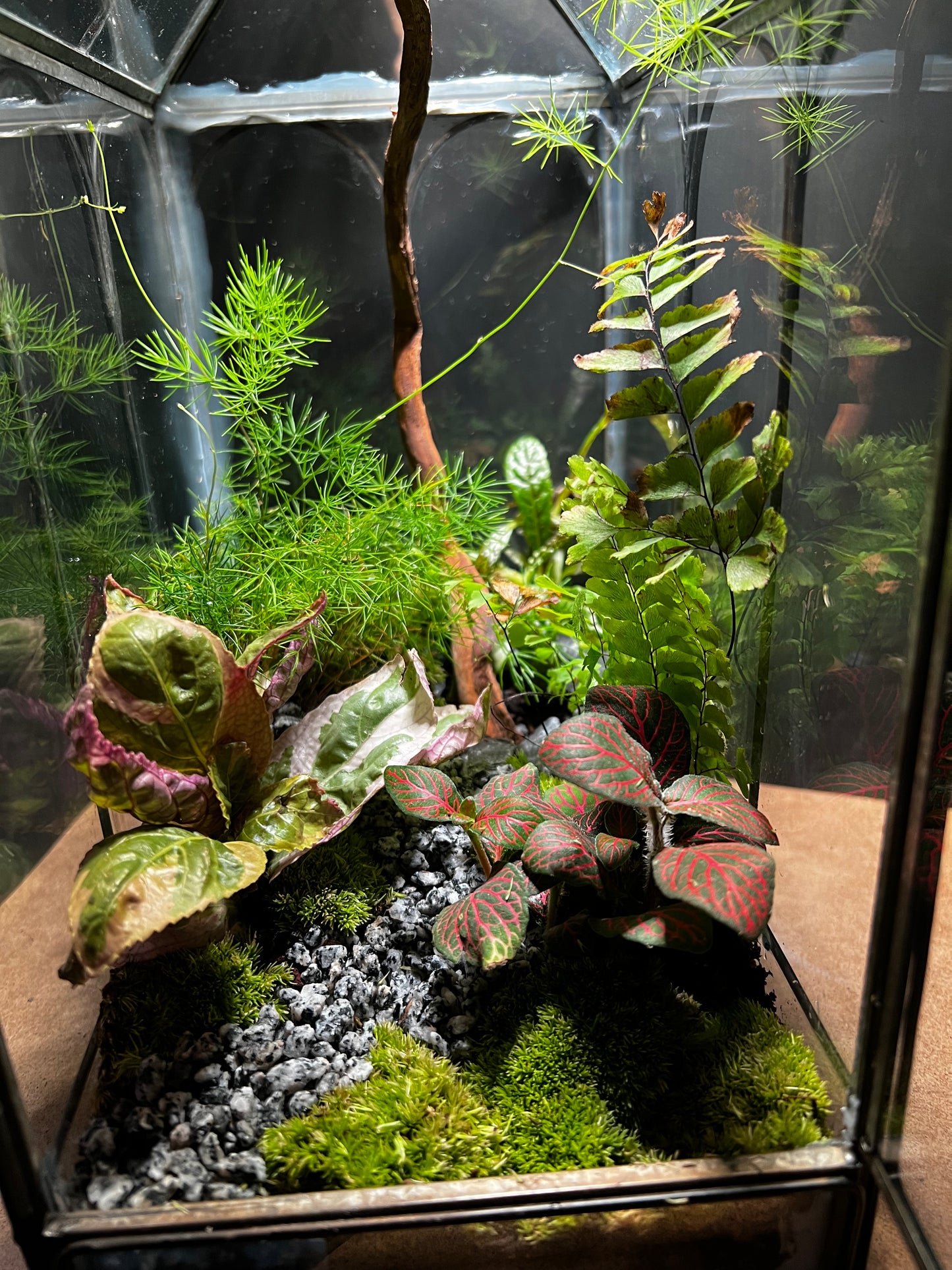 Terrarium 452