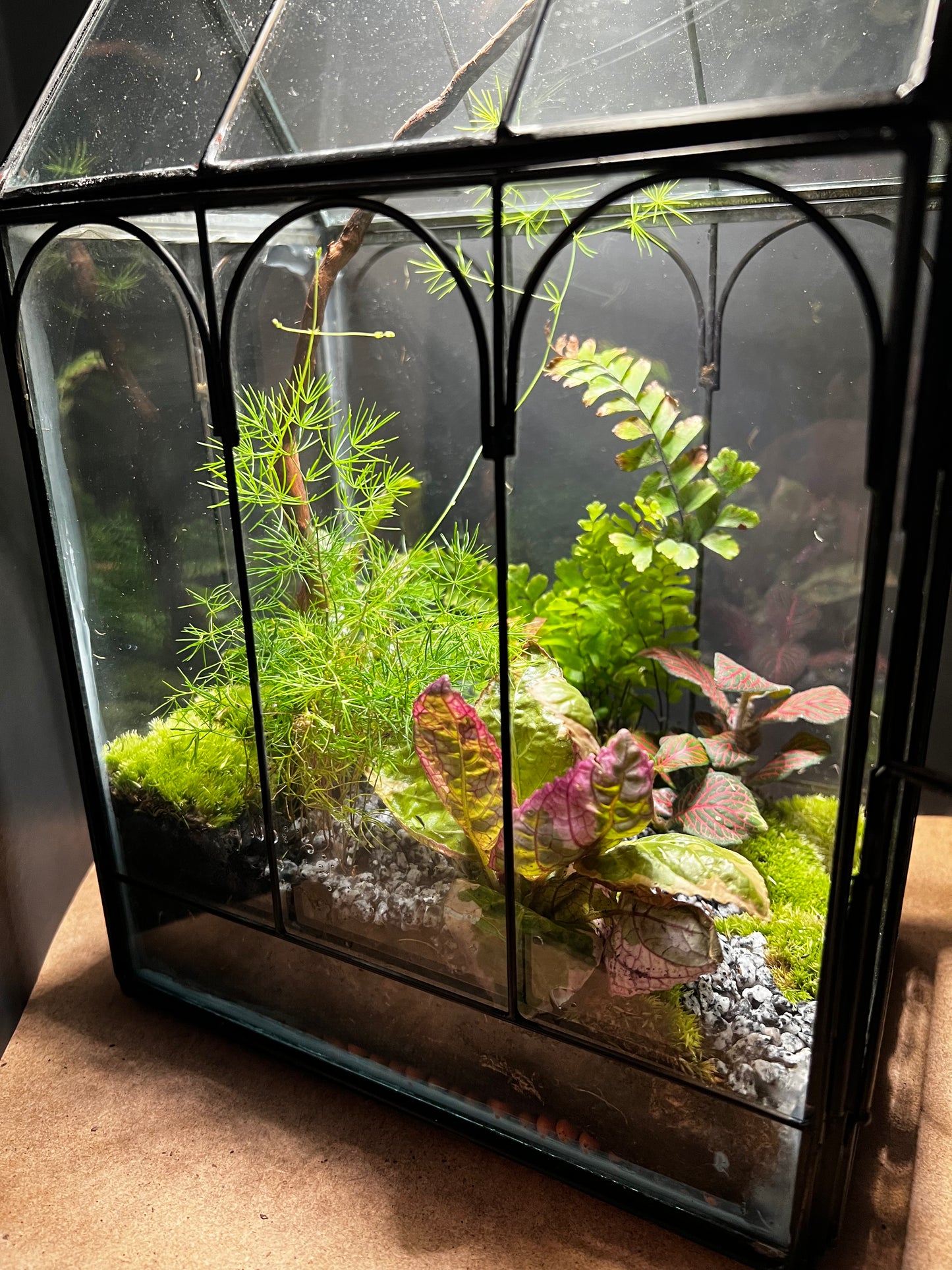 Terrarium 452