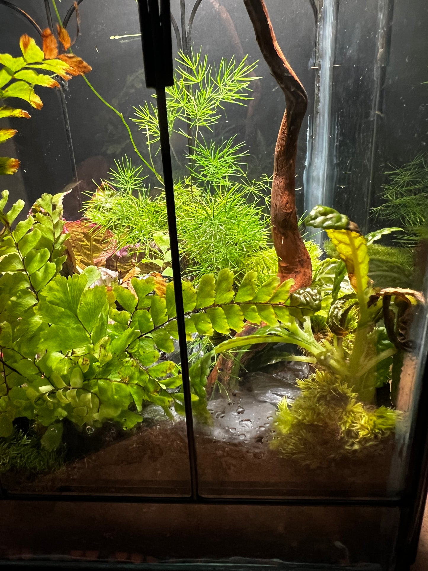 Terrarium 452