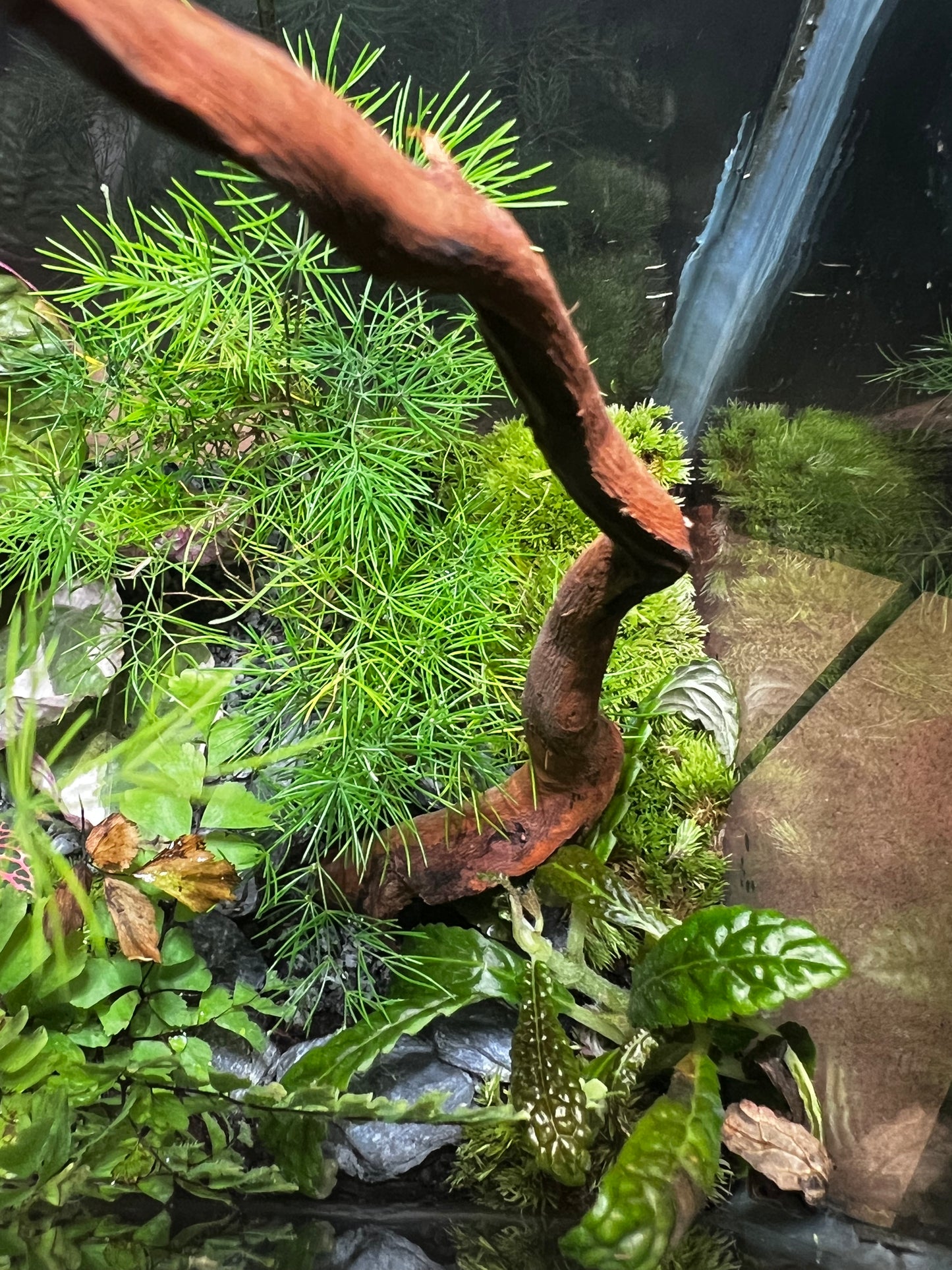Terrarium 452