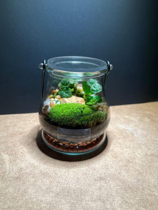 Terrarium 453