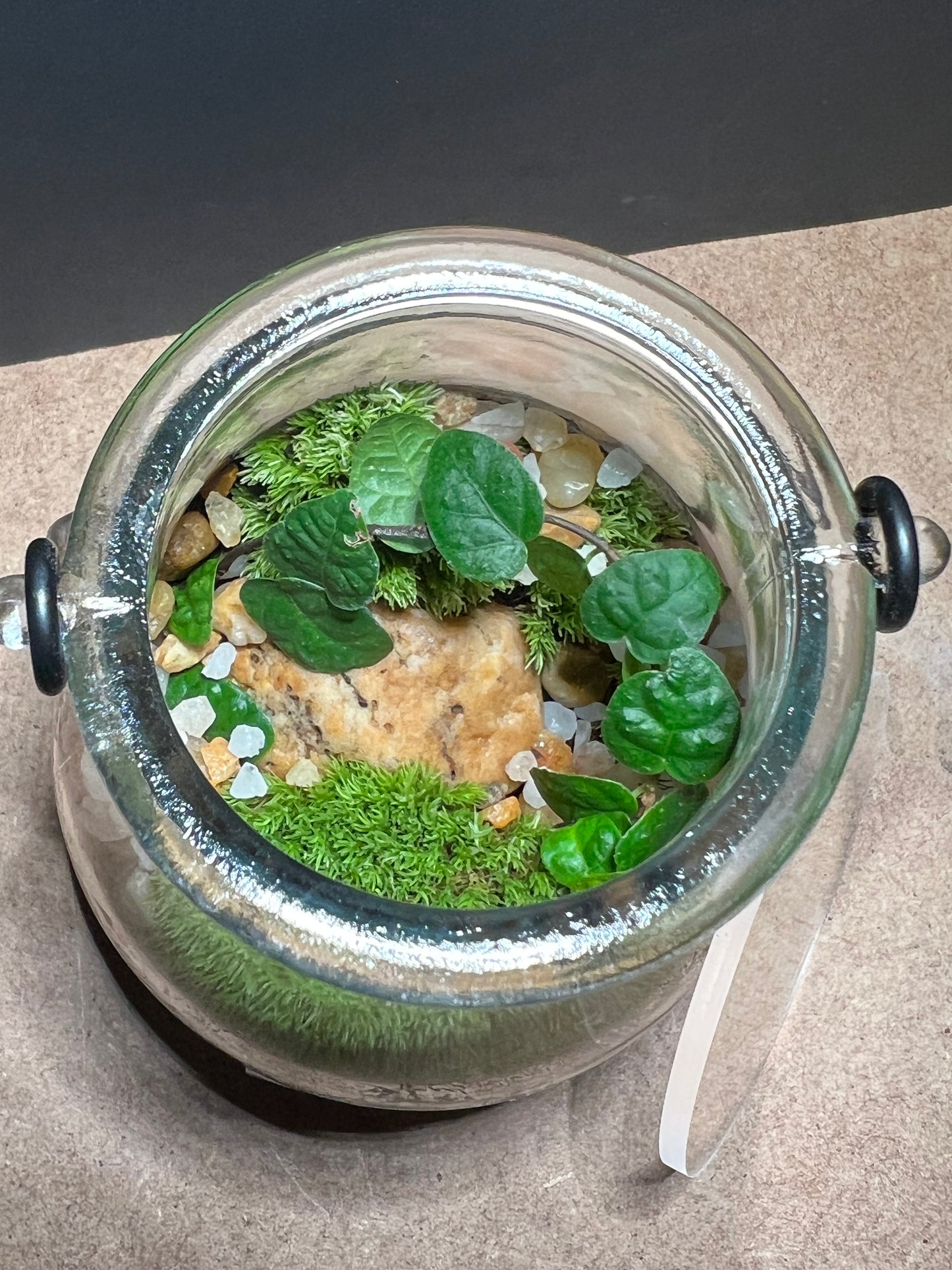 Terrarium 453