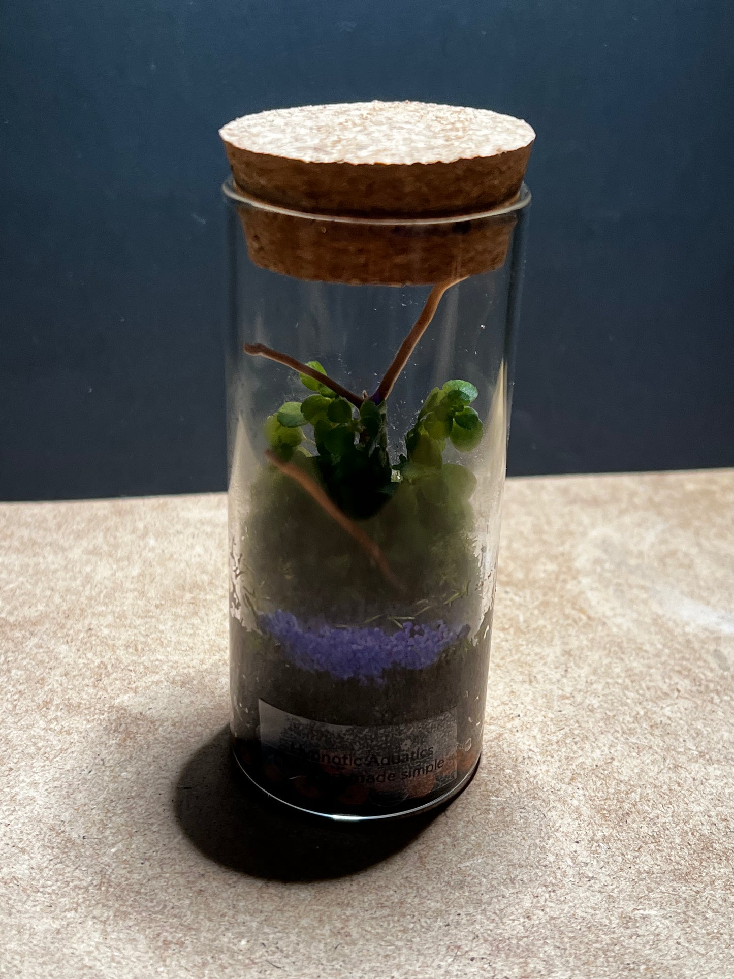 Terrarium 455