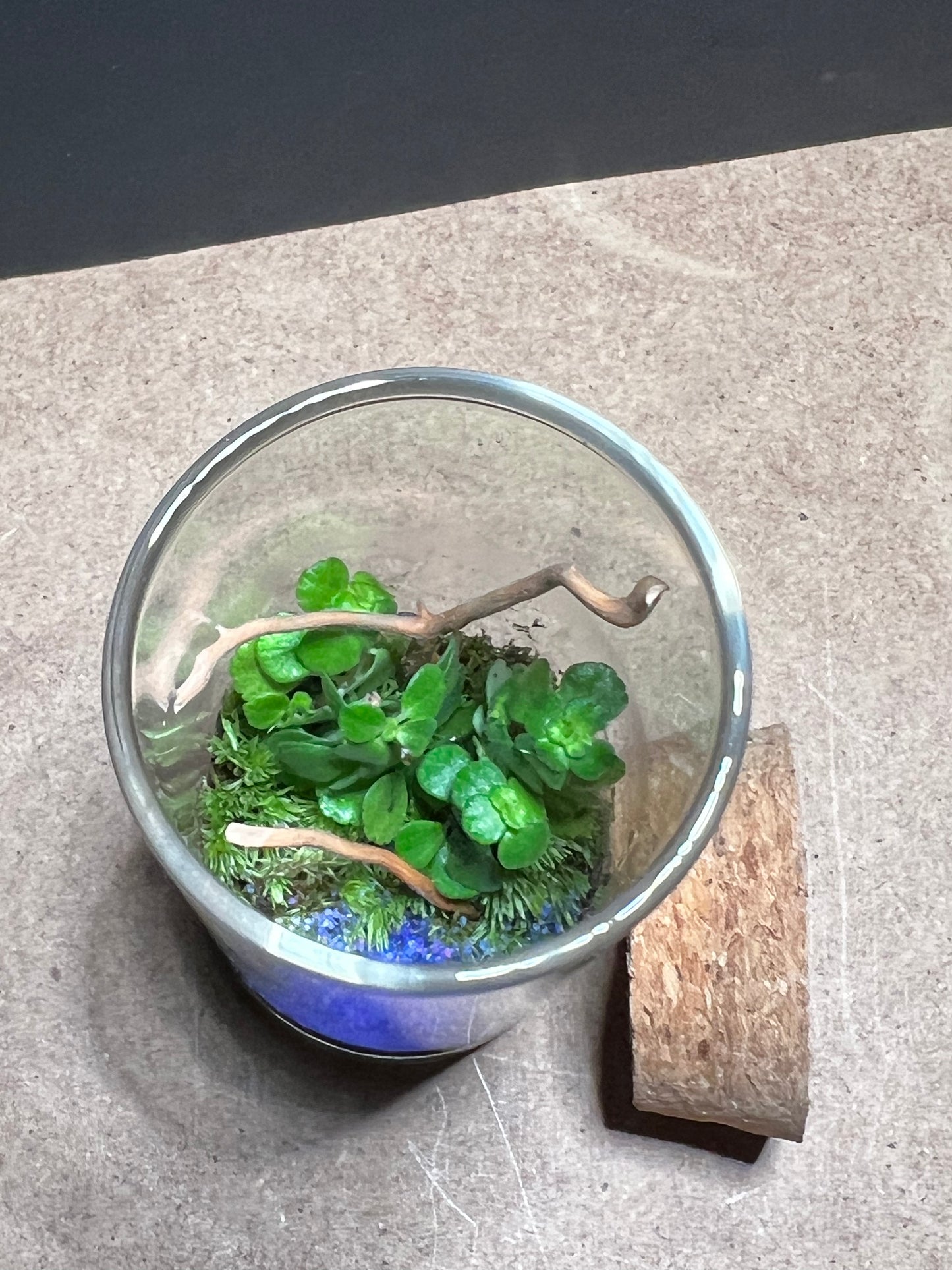 Terrarium 455