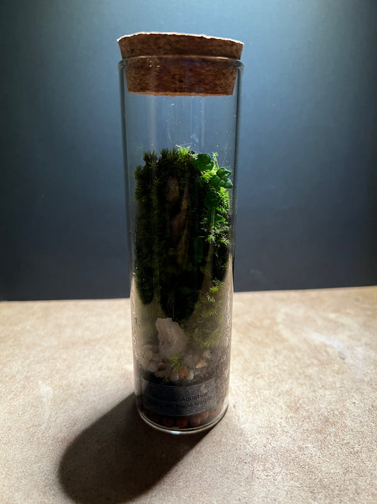 Terrarium 456