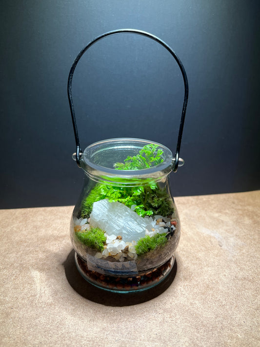 Terrarium 457